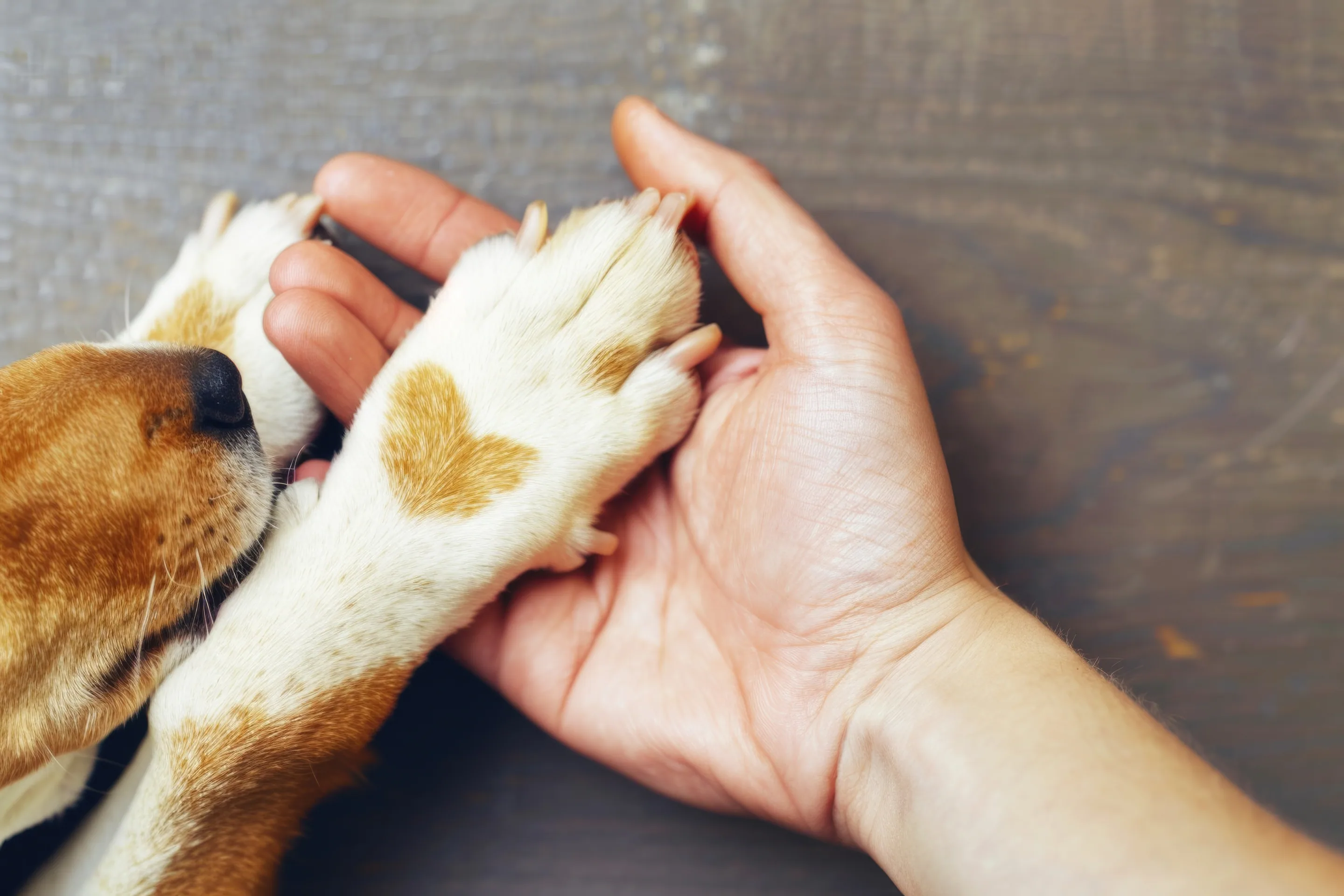 A dog's paw resting in a person's open hands