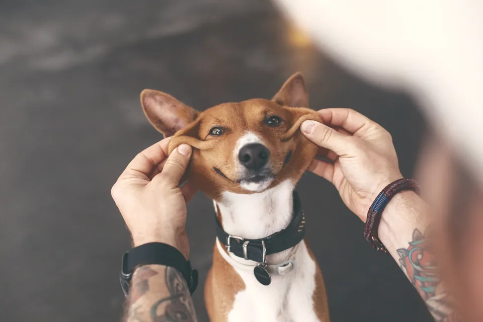 Back-to-School Separation Anxiety in Pets: How to Help