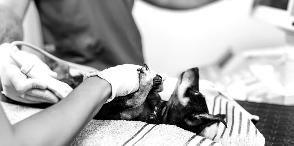 Behind the Scenes: Ethan's Tale of Patience, Learning, and Joy! 🐾