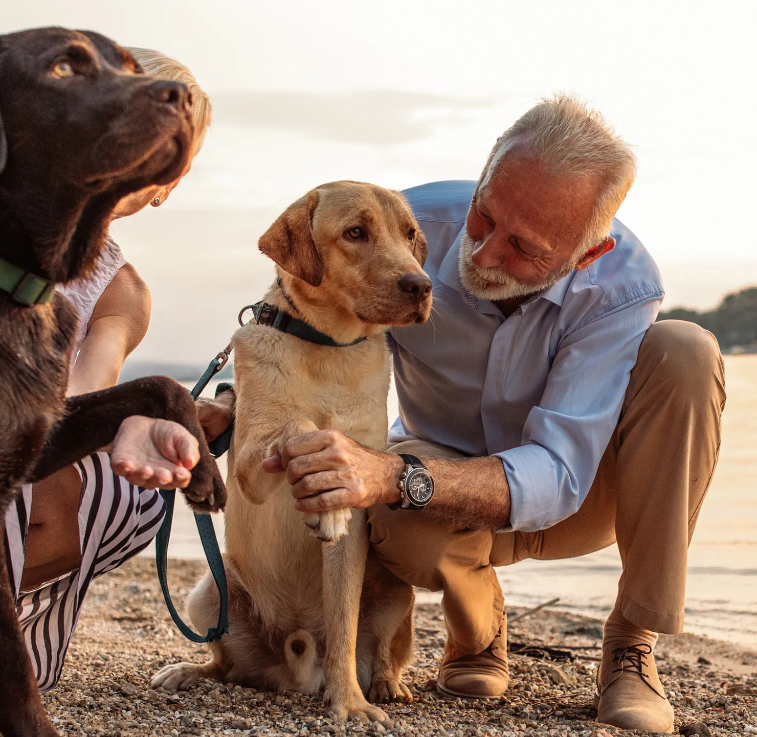 A man on the beach looking at his anxious pet