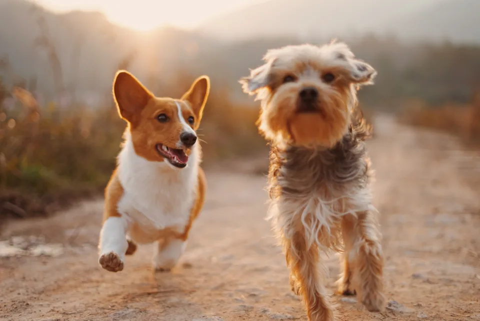 Choosing Your Ideal Tampa Veterinarian for Spay and Neuter Services