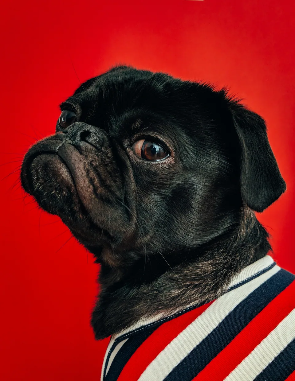Comprehensive Guide to Tampa Pet Vaccinations
