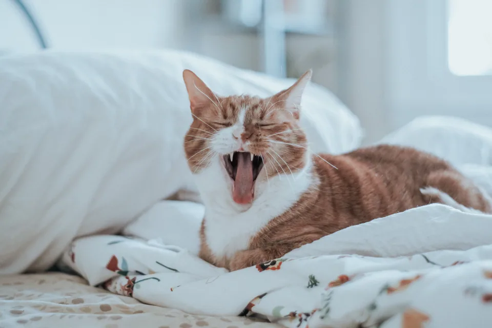 Comprehensive Pet Dental Care in Tampa: Your Ultimate Guide