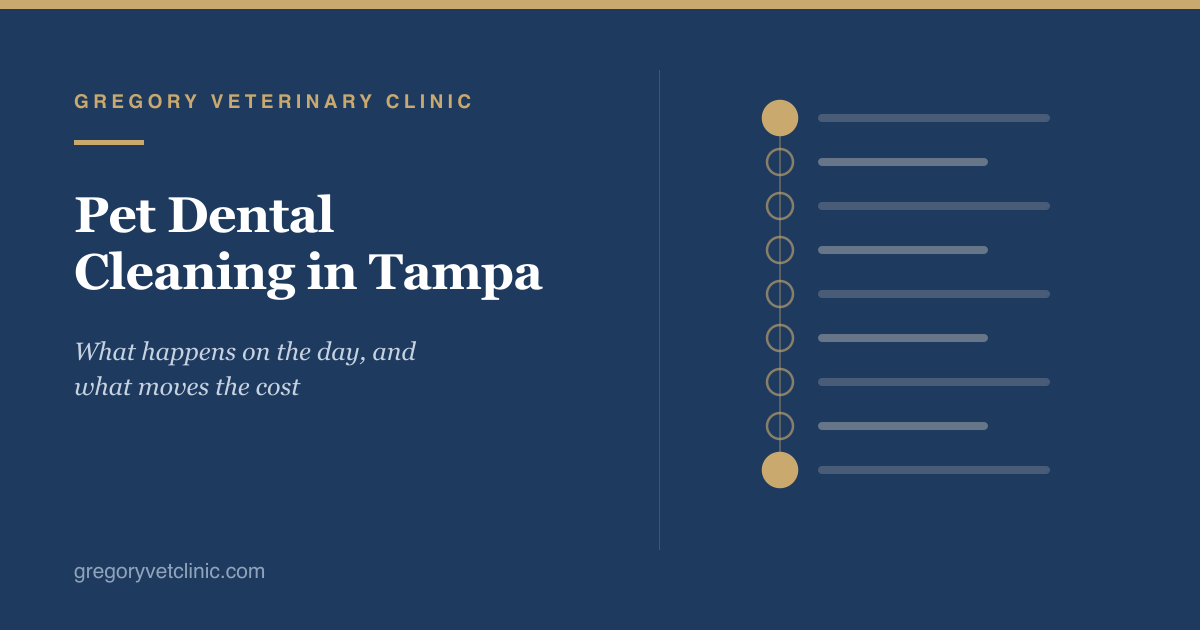 Pet Dental Cleaning in Tampa: What Happens, and What Moves the Cost