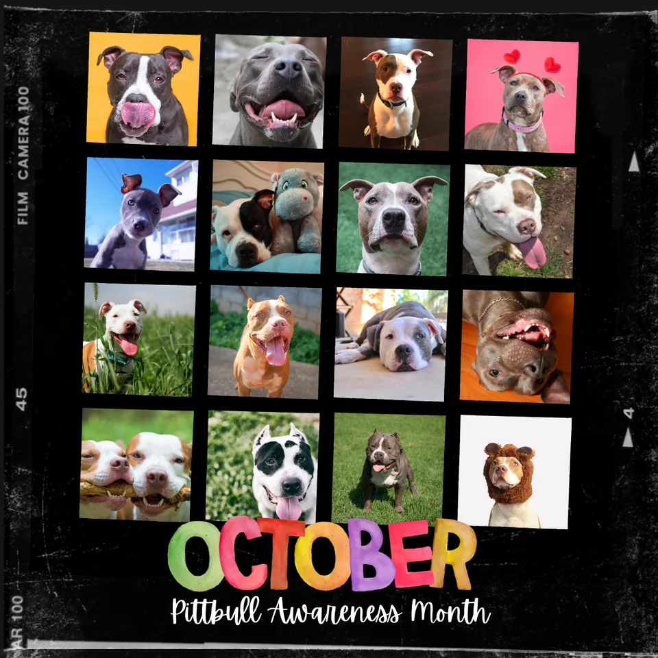 Dispelling the Myths: Understanding Pitbulls and their True Nature