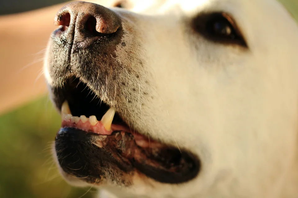Ensuring Your Pet's Health: Is your pet's dental health being overlooked?