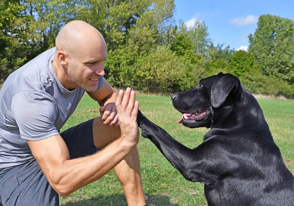 From Stubborn Pup to Perfect Pet: Transform Your Dog with These Training Essentials