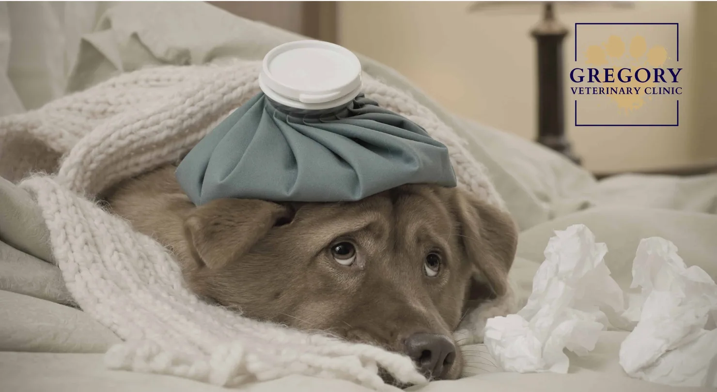 A sick dog with an ice pack on their head.