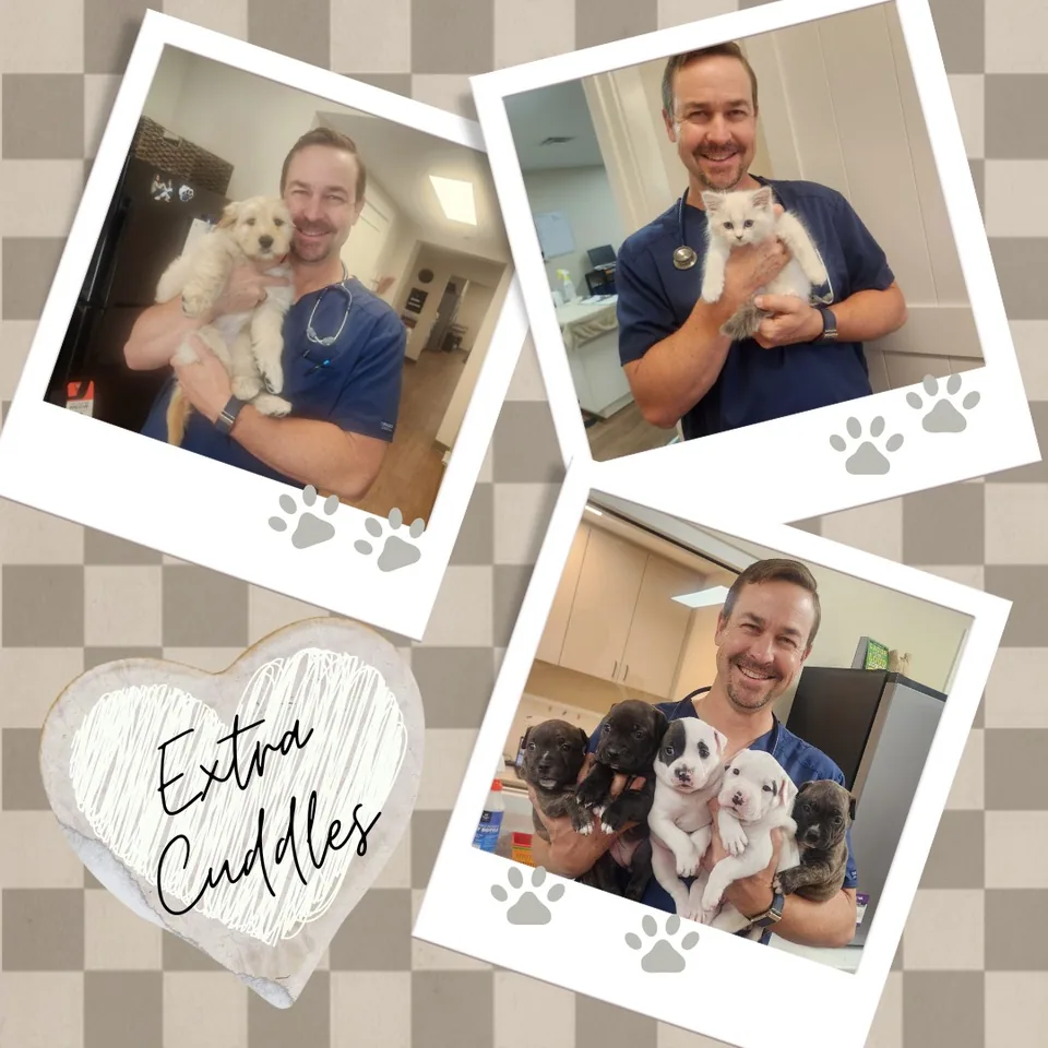 Quality Veterinary Services in Tampa, FL for Your Beloved Pets