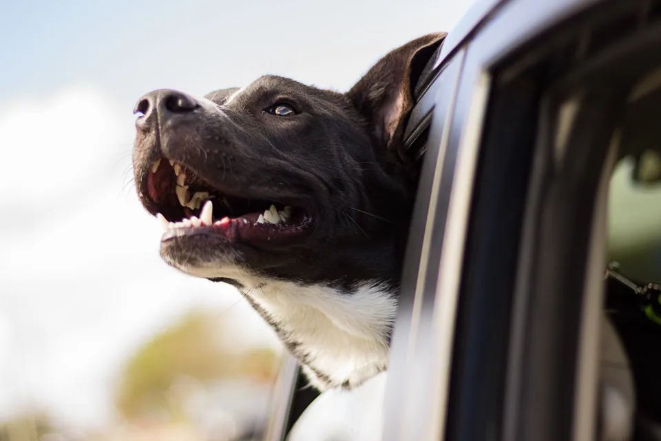 Tampa's Guide to Affordable Pet Vaccination