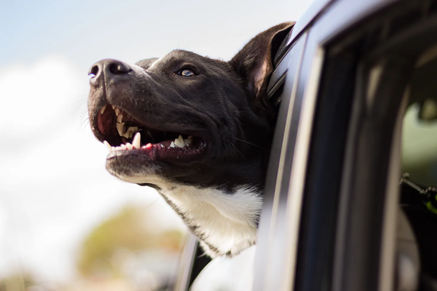 Dog enjoying a car ride with head out the window, embodying joyful pet companionship and outdoor adventures.