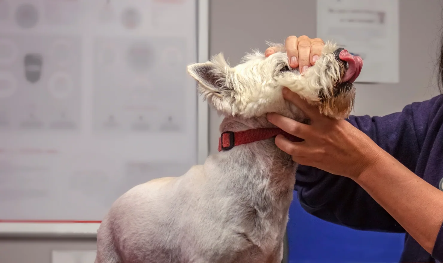 A dog at the vet clinic