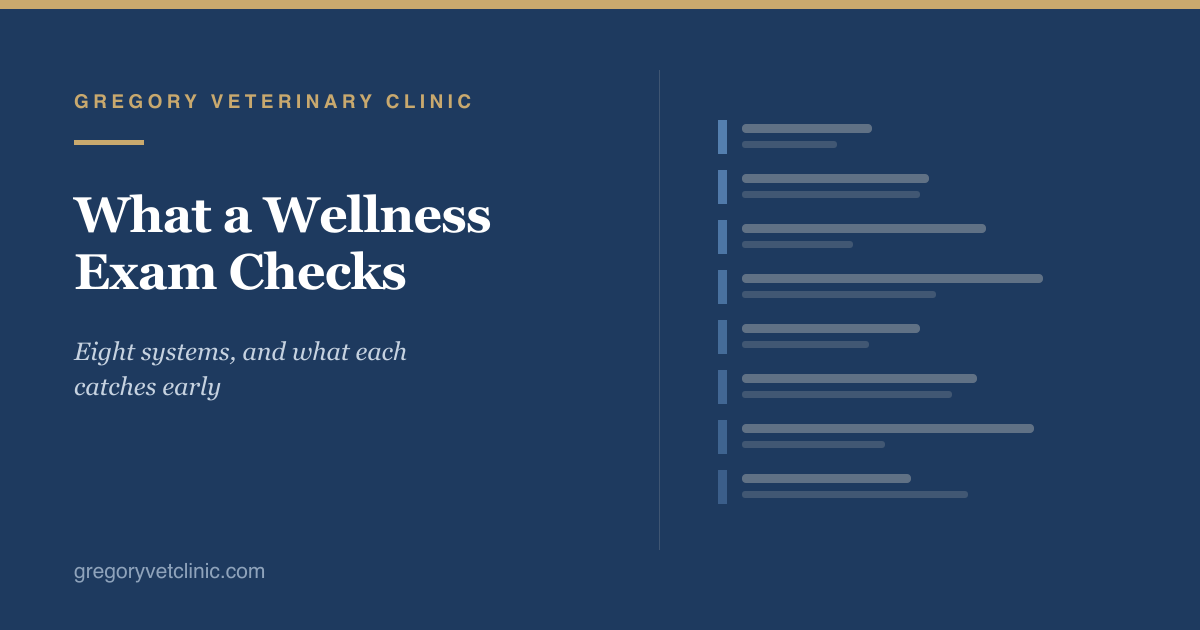 What a Wellness Exam Actually Checks