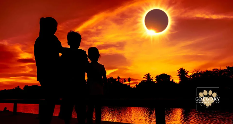 When Day Turns to Night: Keeping Tampa's Pets Happy During the Solar Eclipse