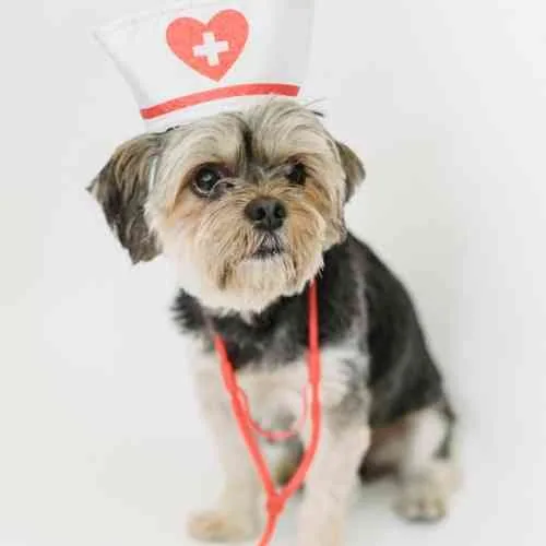 dog in tampa