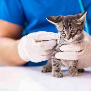 Microchipping