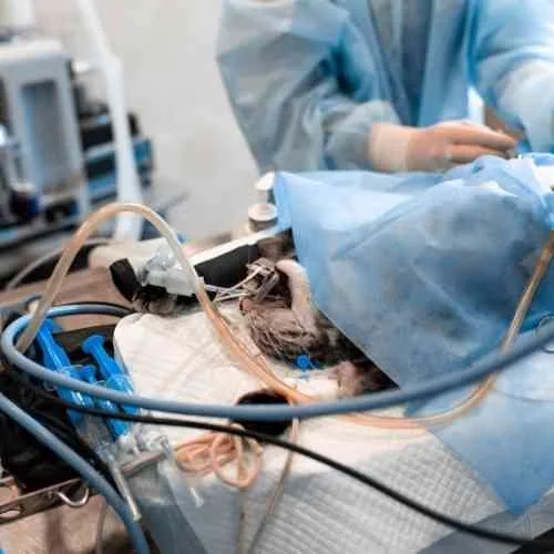 Soft Tissue Surgery