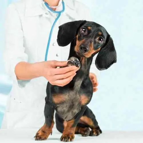 happy dog at vet