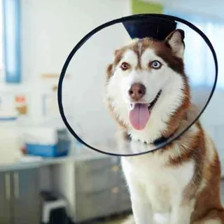 Spay & Neuter Service