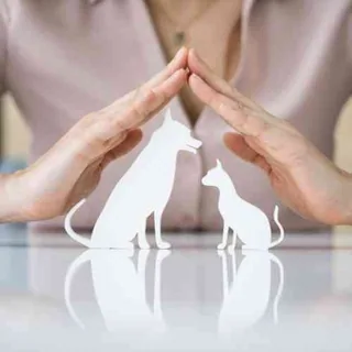 Specialist Referrals