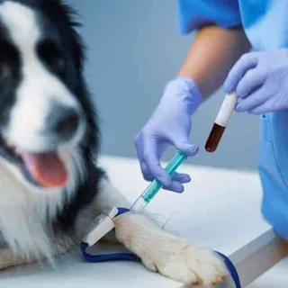 In House Diagnostics
