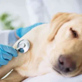 Chronic Disease Management