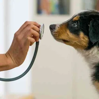Heartworm Disease