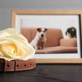 End of Life Care