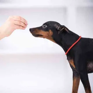 Behavior Consultation