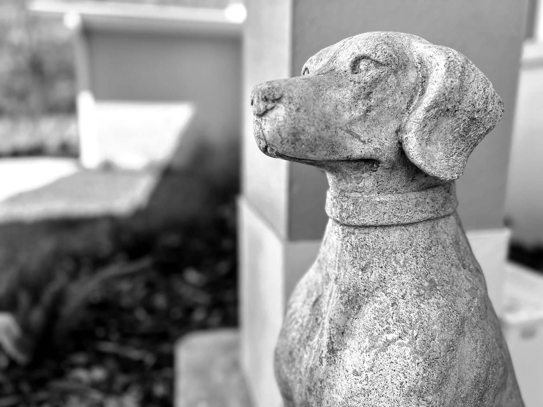 Statue of a dog in front of the clinic in black and white.